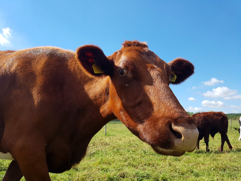 Countryside cow farm