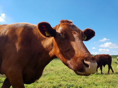 Countryside cow farm