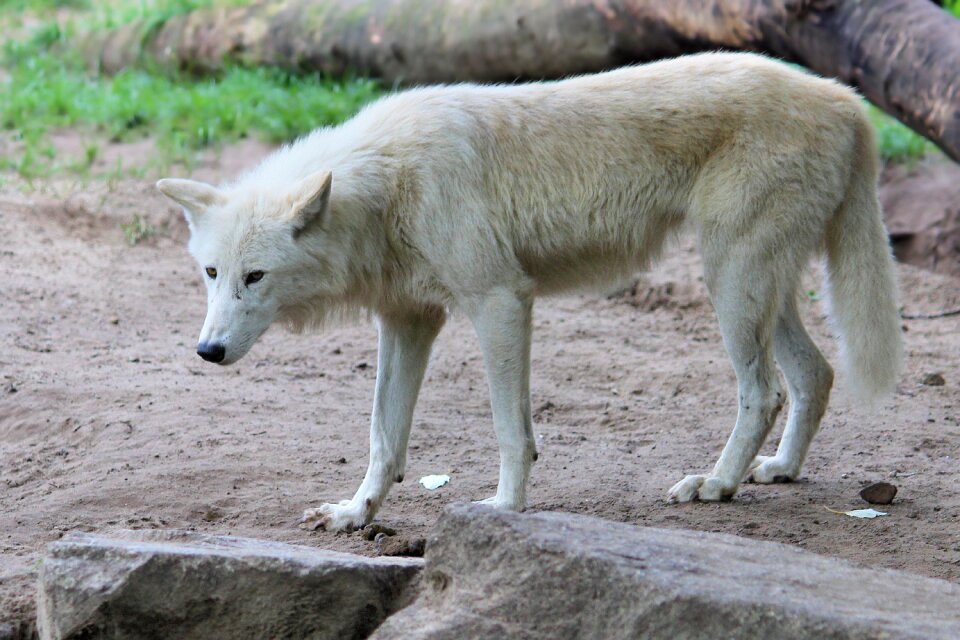 Animal world zoo berlin