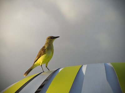 Perched stripes yellow