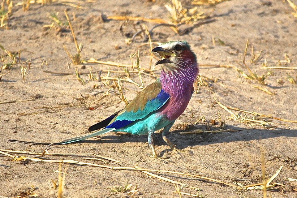 Lilac breasted roller african birds zimbabwe