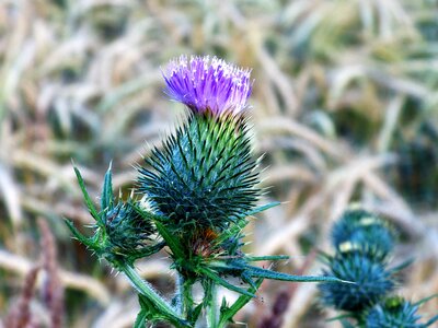 Close up wayside thistle flower photo