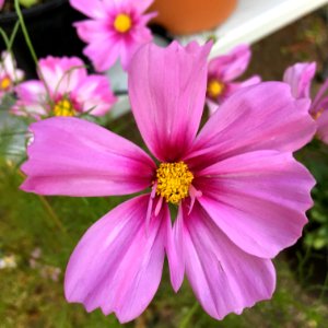 'Capriola'_Cosmos_bipinnatus_public_domain_IMG_4754