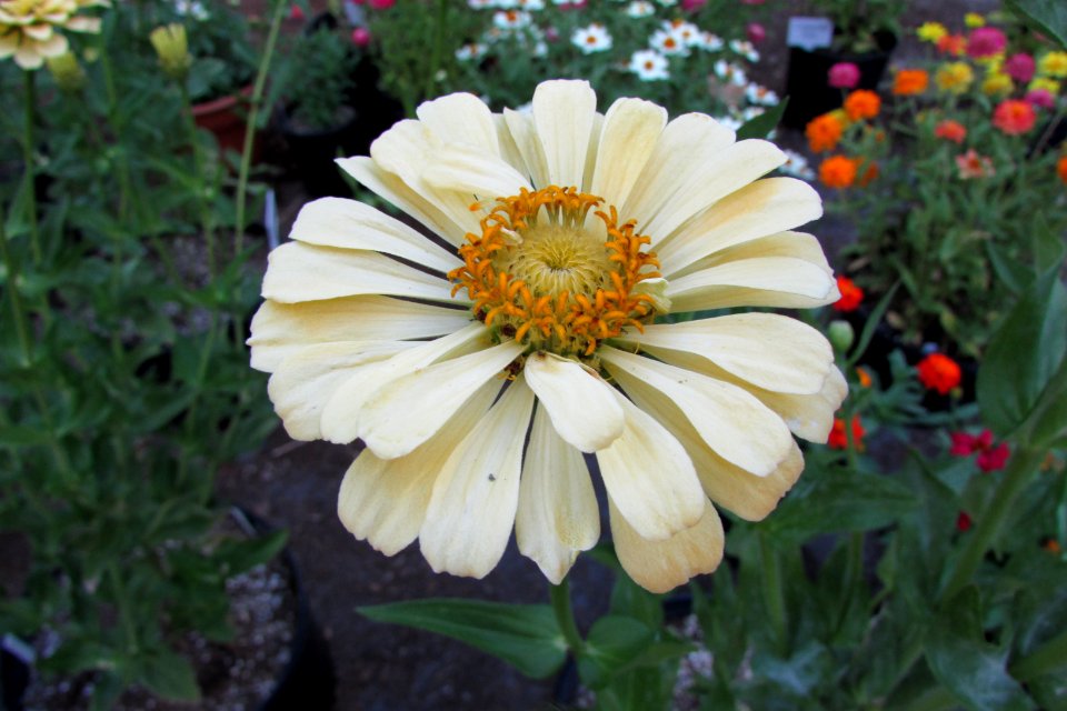 'Burpeeana'_zinnia_IMG_6067