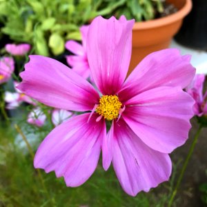 'Capriola'_Cosmos_bipinnatus_public_domain_IMG_4751