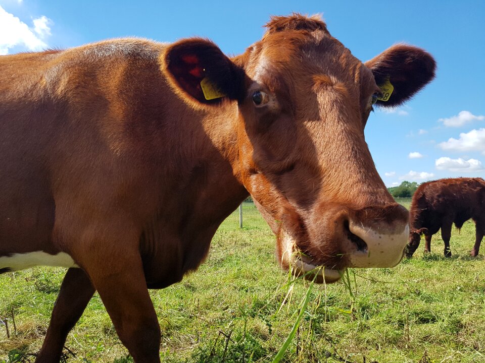 Countryside cow farm
