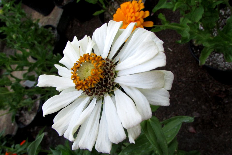'Burpeeana'_zinnia_IMG_6105