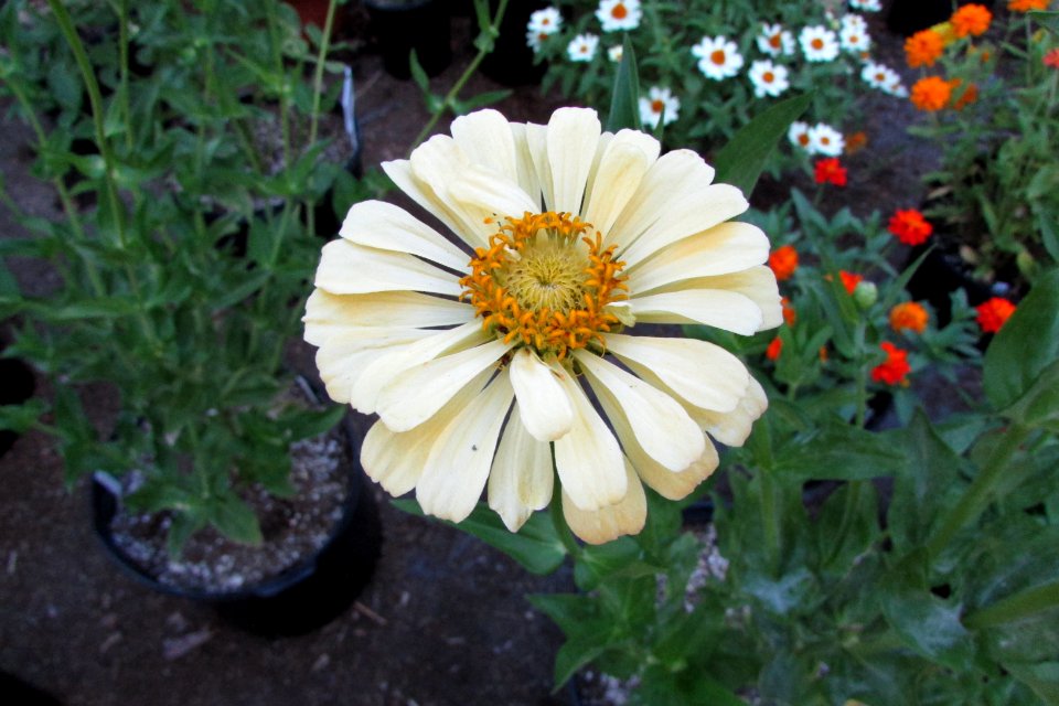'Burpeeana'_zinnia_IMG_6065