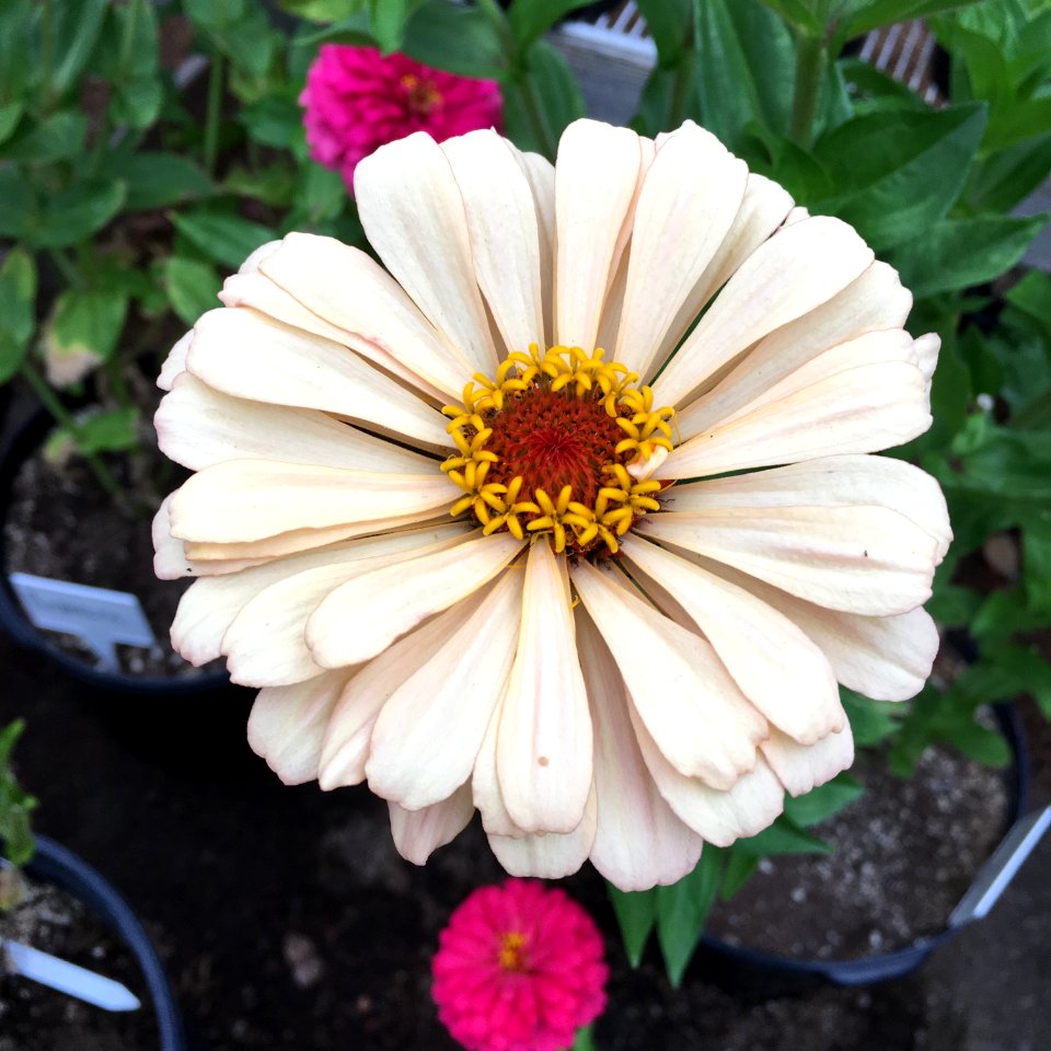 'Burpeeana_Mix'_zinnia_IMG_7532