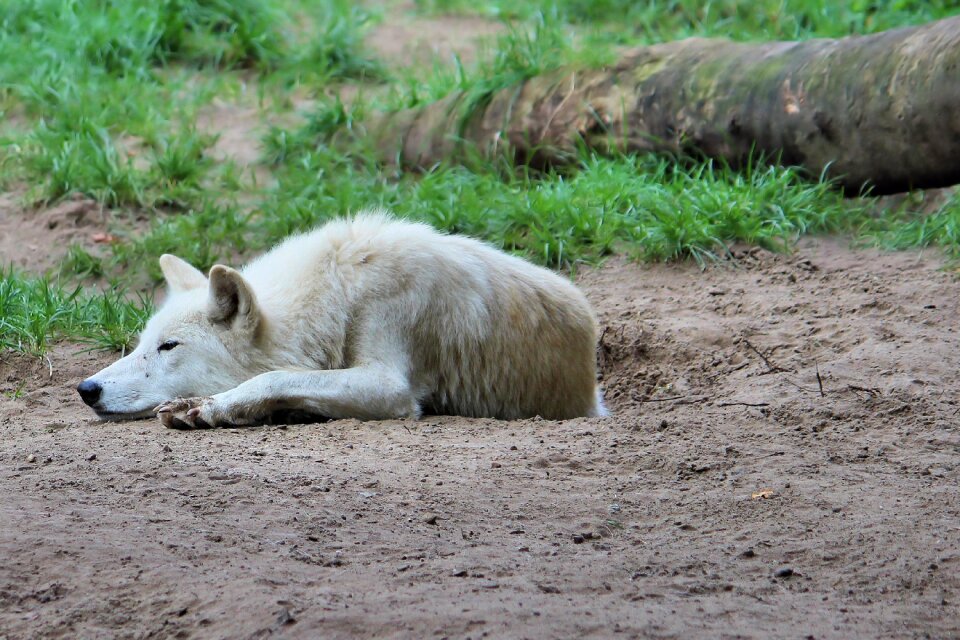 Animal world zoo berlin