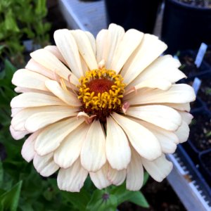 'Burpeeana_Mix'_zinnia_IMG_3734