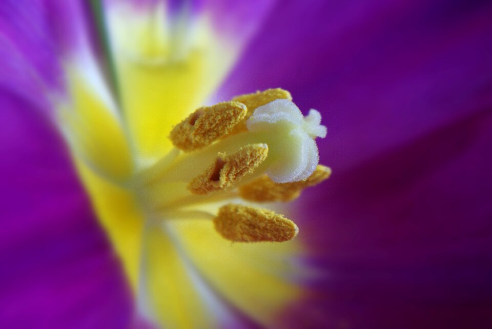 Bloom macro seeds