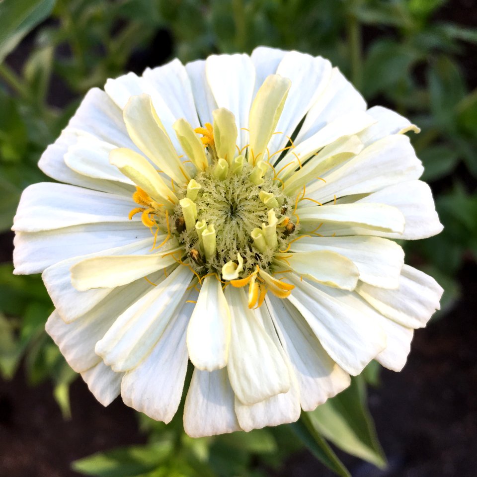 'Burpeeana'_zinnia_IMG_9998