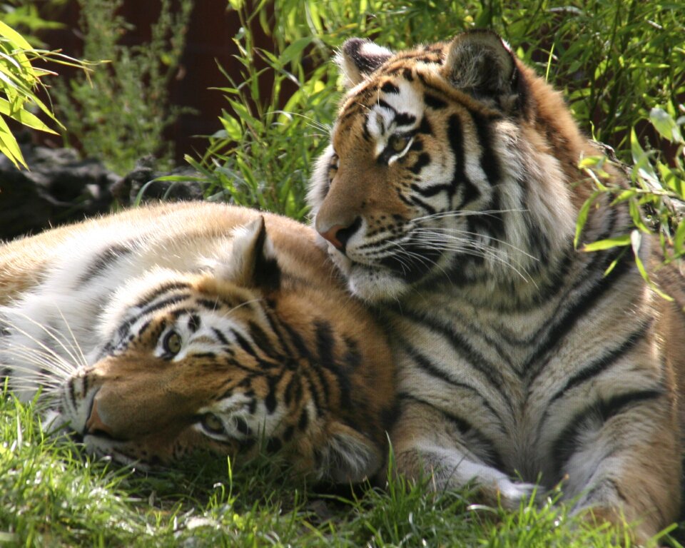Nature siberian wildlife