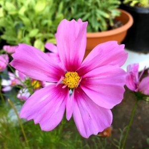 'Capriola'_Cosmos_bipinnatus_public_domain_IMG_4753