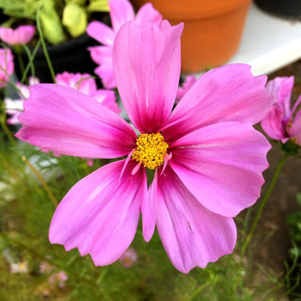 'Capriola'_Cosmos_bipinnatus_public_domain_IMG_4748
