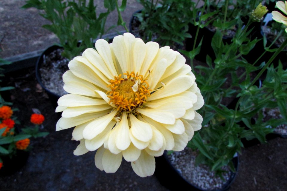 'Burpeeana'_zinnia_IMG_6106