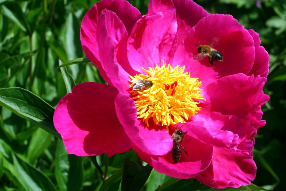Blossom bloom sprinkle