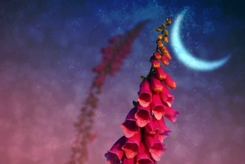 Wild flower nature blossom