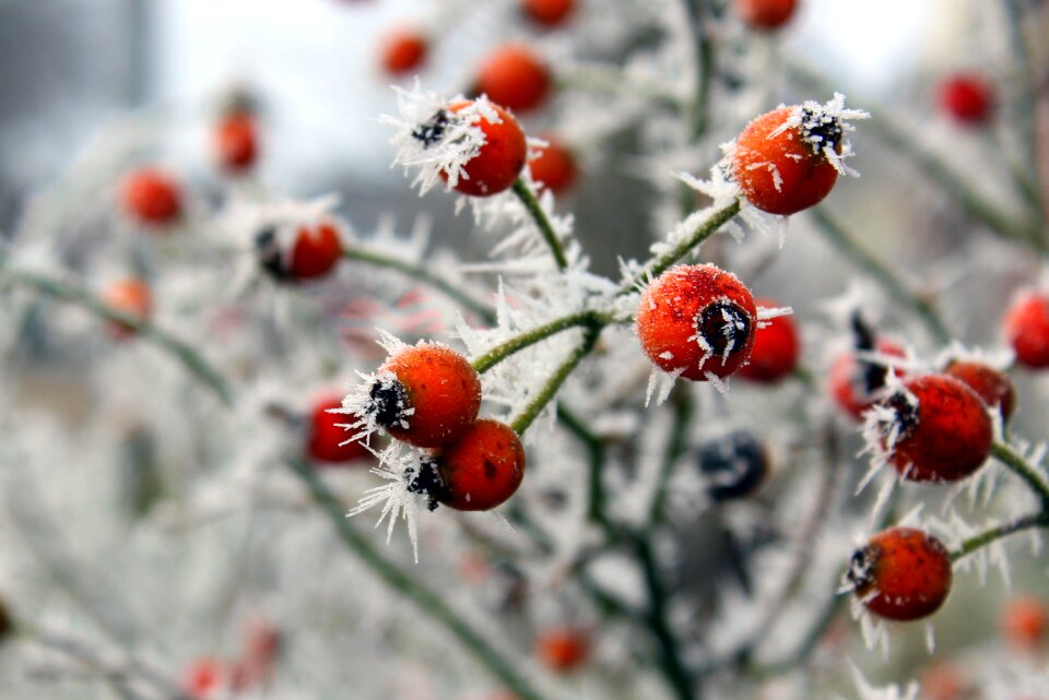 Frost cold ice