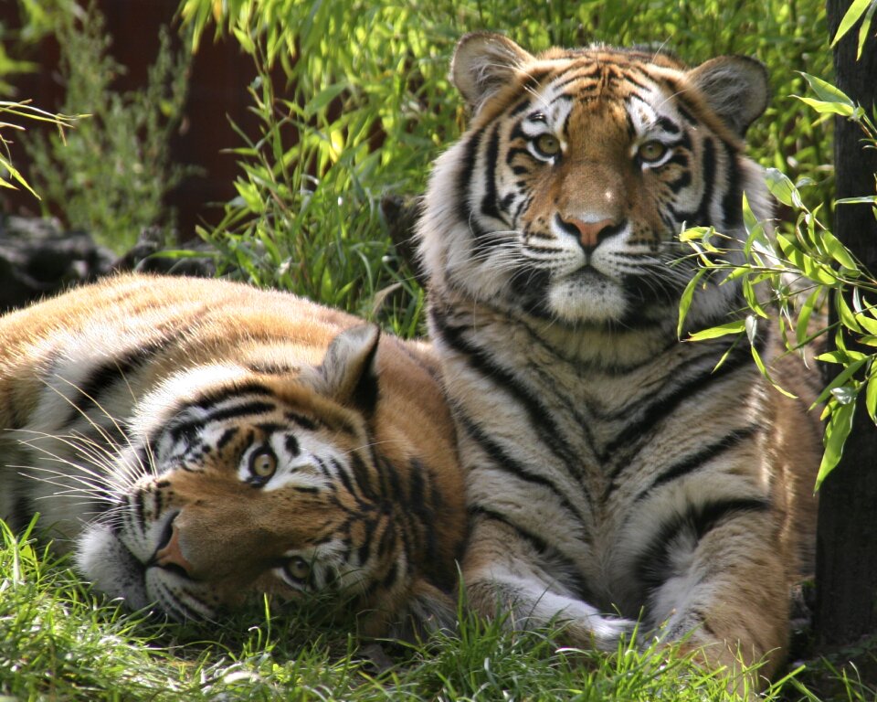 Nature siberian wildlife