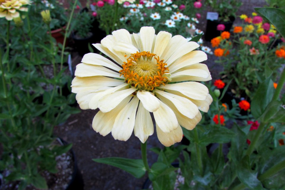 'Burpeeana'_zinnia_IMG_6068