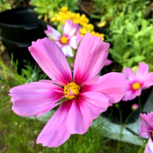'Capriola'_Cosmos_bipinnatus_public_domain_IMG_4761