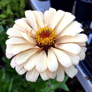 'Burpeeana_Mix'_zinnia_IMG_3731-
