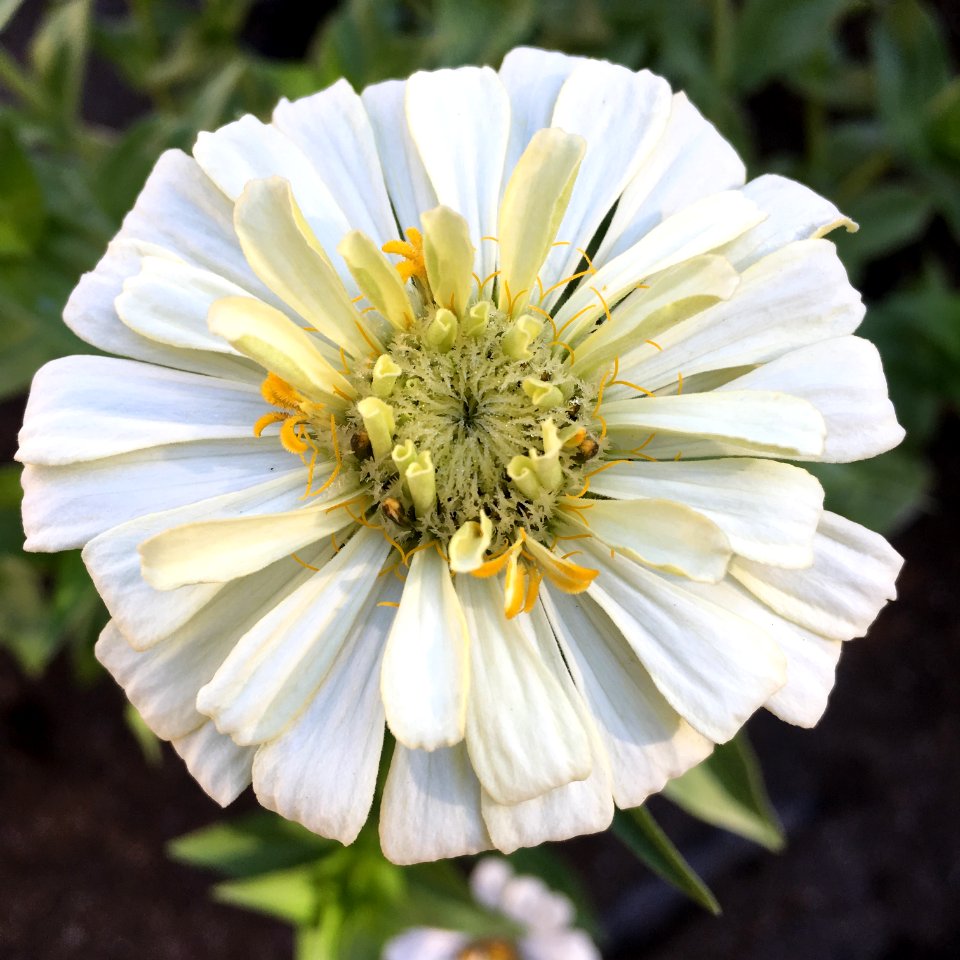 'Burpeeana'_zinnia_IMG_9996