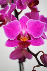 Flower plants orchid