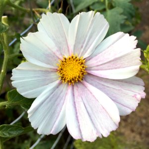 'Versailles_Flush'_Cosmos_bipinnatus_public_domain_IMG_4731