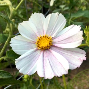 'Versailles_Flush'_Cosmos_bipinnatus_public_domain_IMG_4739