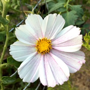 'Versailles_Flush'_Cosmos_bipinnatus_public_domain_IMG_4729