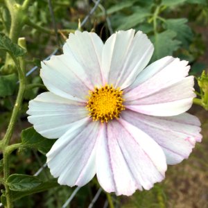 'Versailles_Flush'_Cosmos_bipinnatus_public_domain_IMG_4730
