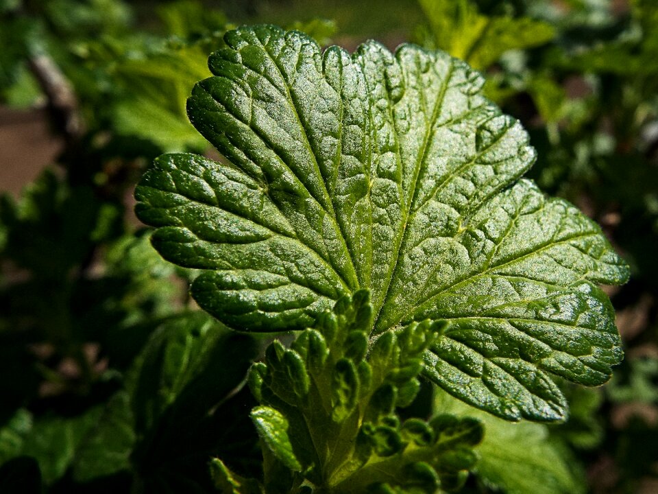 Gooseberry garden fruit