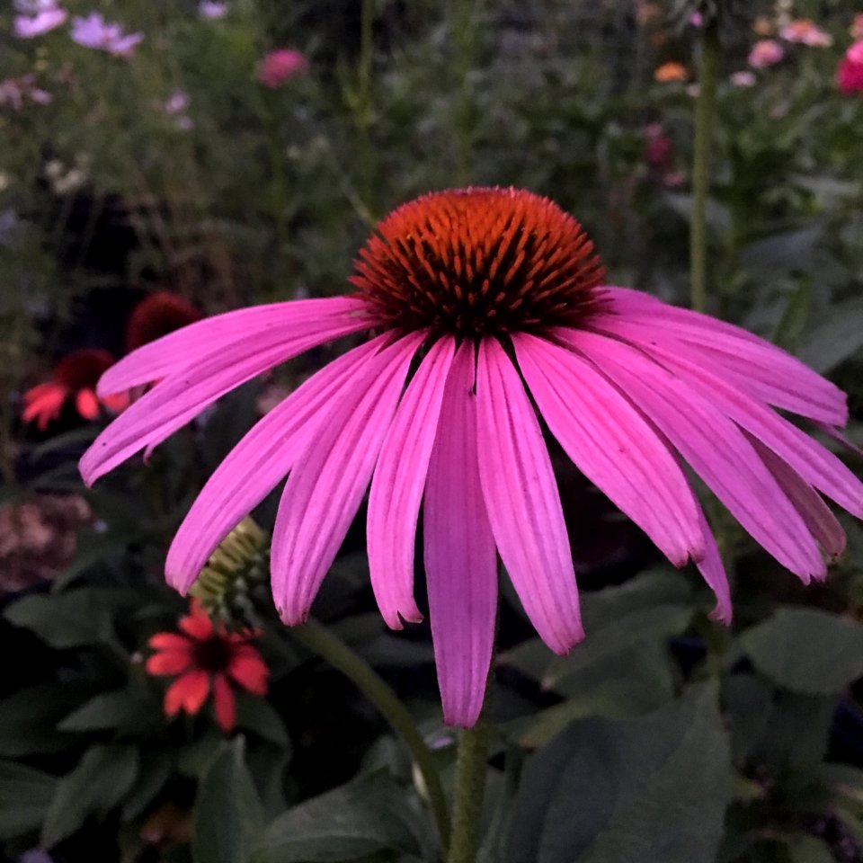 'Prairie_Splendor'_echinacea_IMG_7761