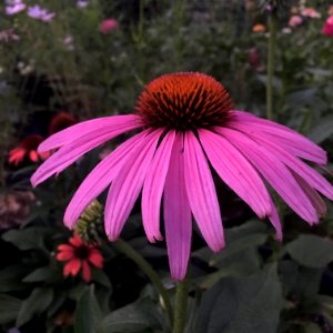'Prairie_Splendor'_echinacea_IMG_7761