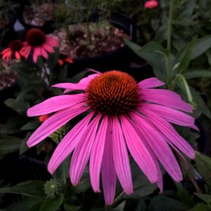 'Prairie_Splendor'_echinacea_IMG_7758