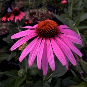 'Prairie_Splendor'_echinacea_IMG_7756 photo