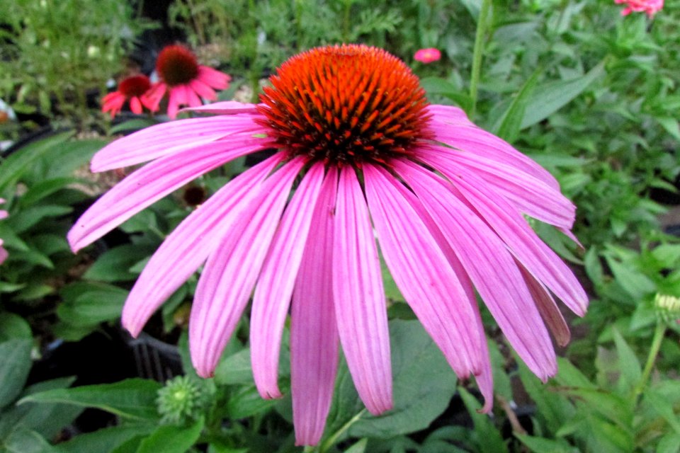 'Prairie_Splendor'_echinacea_IMG_7354