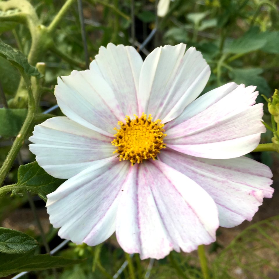 'Versailles_Flush'_Cosmos_bipinnatus_public_domain_IMG_4738