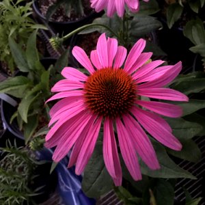 'Prairie_Splendor'_echinacea_IMG_7732