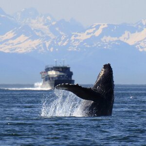 Alaska nature wildlife photo