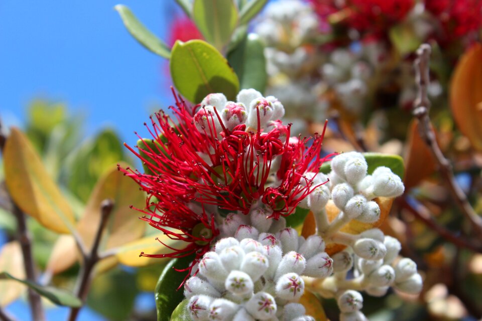 Protea flowers nature