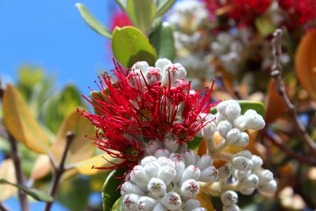 Protea flowers nature