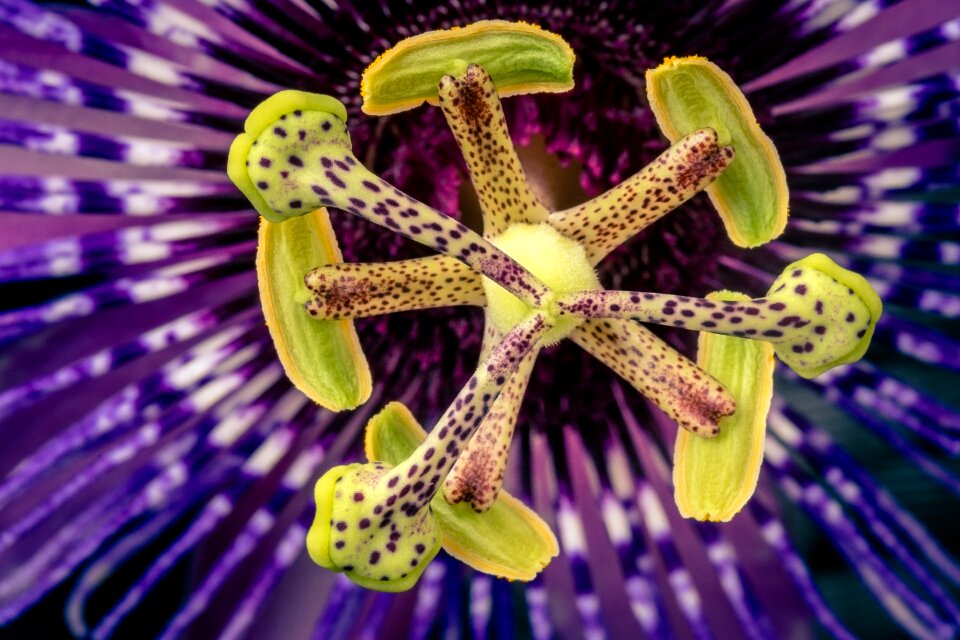 Exotic close up climber plant