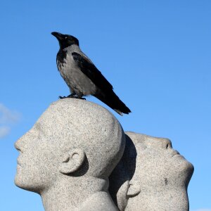 Sculpture park crow photo