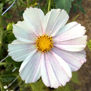 'Versailles_Flush'_Cosmos_bipinnatus_public_domain_IMG_4736
