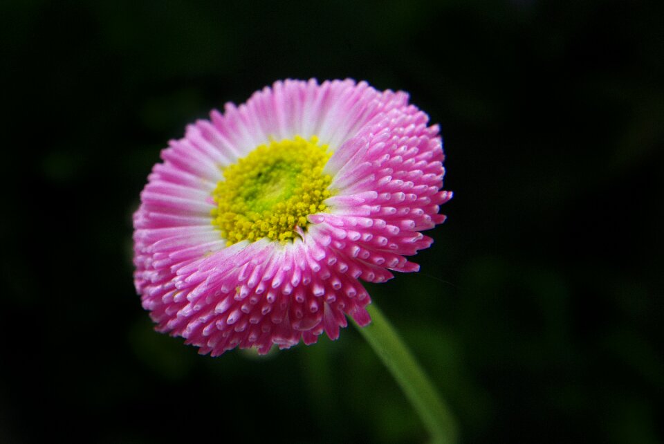 Macro garden spring