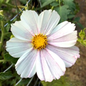 'Versailles_Flush'_Cosmos_bipinnatus_public_domain_IMG_4732